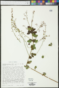 Desmodium ciliare image