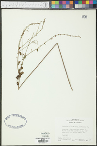 Desmodium ciliare image