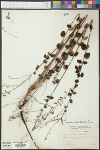 Desmodium ciliare image