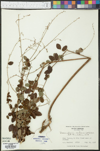 Desmodium ciliare image