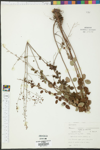 Desmodium ciliare image