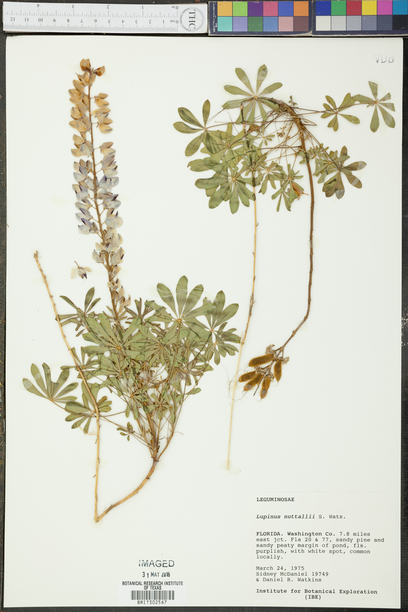 Lupinus nuttallii image