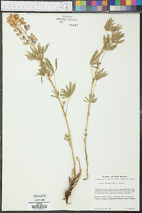 Lupinus neomexicanus image