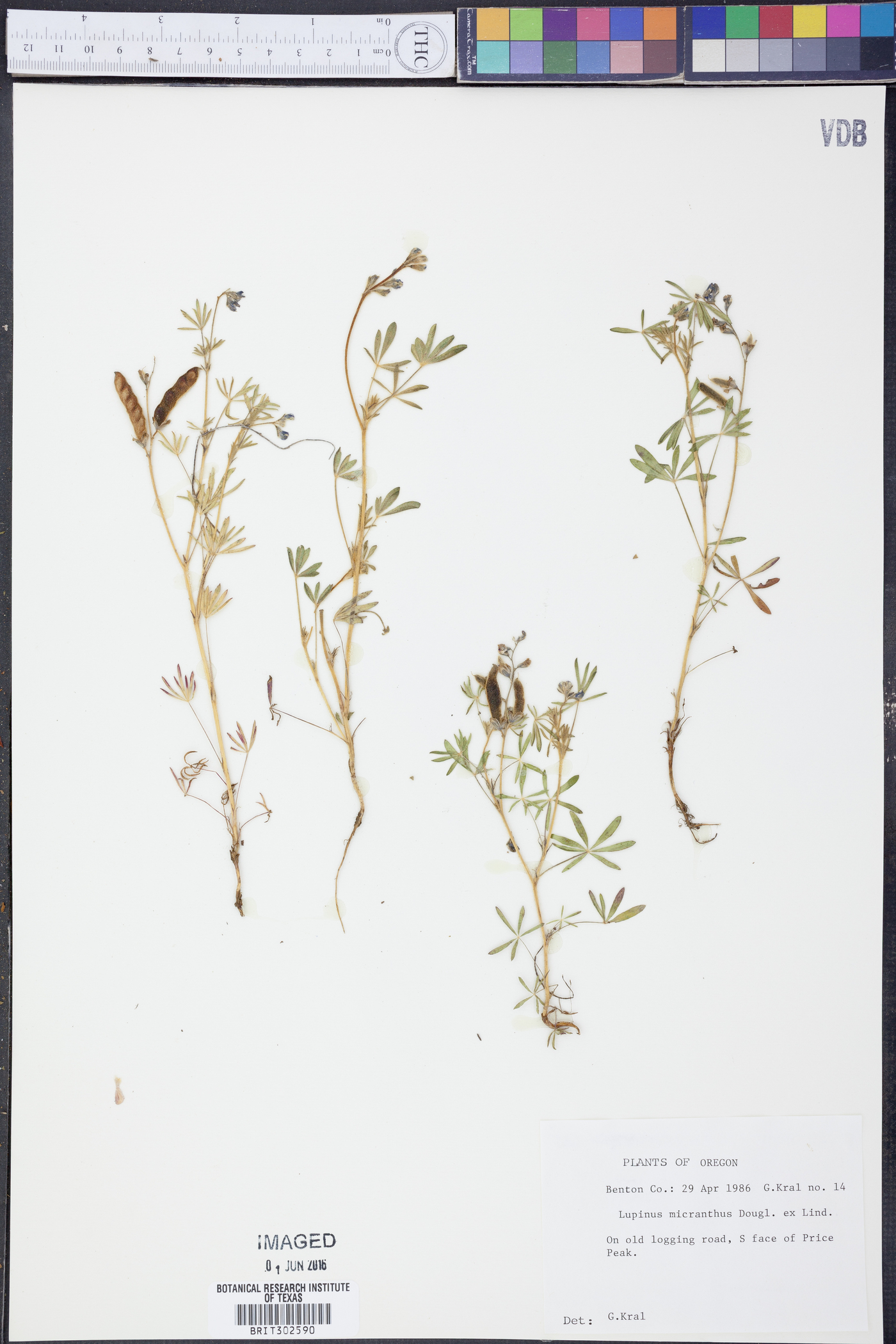 Lupinus polycarpus image
