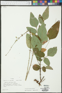 Desmodium floridanum image