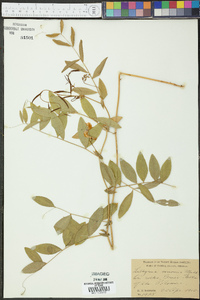 Lathyrus venosus image