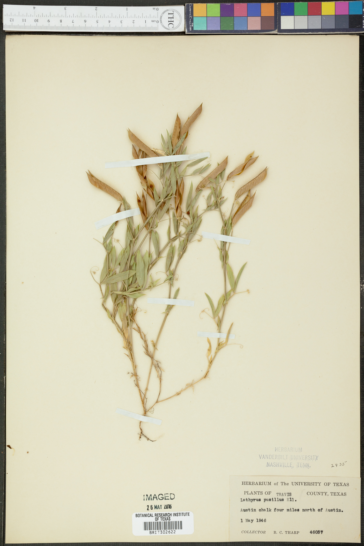 Lathyrus pusillus image