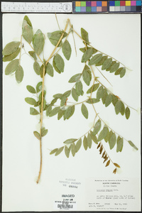 Lathyrus venosus image