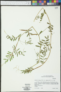 Lathyrus venosus image