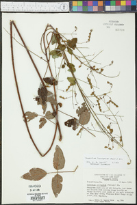 Desmodium laevigatum image