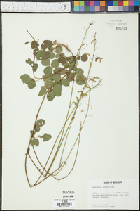 Desmodium lineatum image