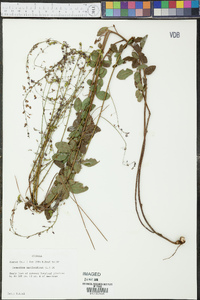 Desmodium marilandicum image