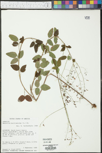 Desmodium marilandicum image