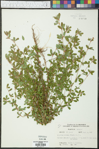 Kummerowia striata image