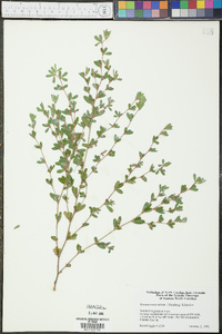 Kummerowia striata image