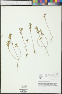 Kummerowia striata image