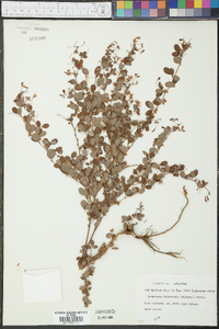 Lespedeza intermedia image