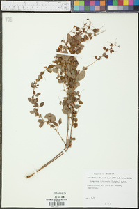 Lespedeza intermedia image