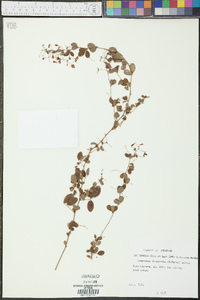 Lespedeza intermedia image