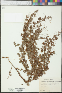 Lespedeza intermedia image