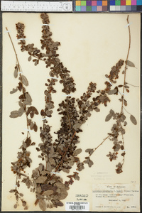 Lespedeza intermedia image