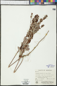 Lespedeza intermedia image