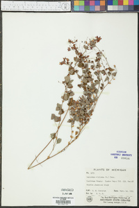 Lespedeza intermedia image