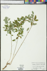 Lespedeza intermedia image