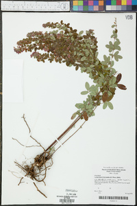 Lespedeza intermedia image