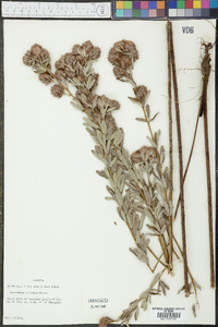 Lespedeza capitata image