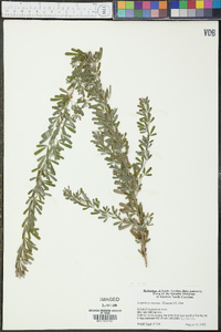 Lespedeza cuneata image