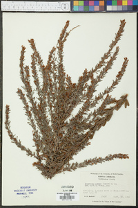 Lespedeza cuneata image