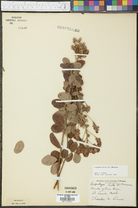 Lespedeza hirta image