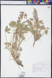 Lupinus aridus subsp. aridus image