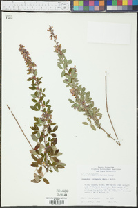 Lespedeza intermedia image