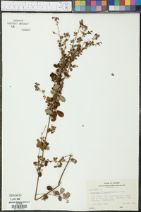 Lespedeza intermedia image