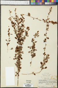 Lespedeza intermedia image