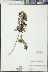 Lespedeza intermedia image