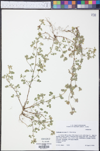 Medicago minima image