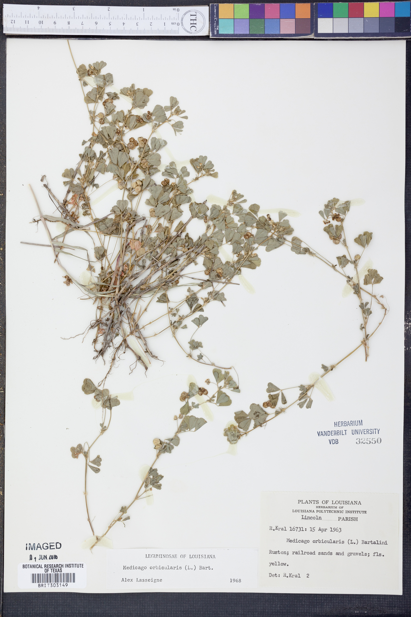 Medicago orbicularis image