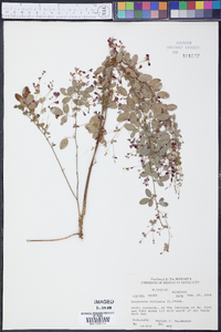 Lespedeza violacea image