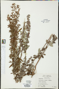 Lespedeza stuevei image