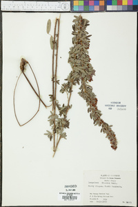 Lespedeza stuevei image