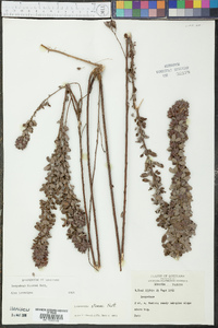 Lespedeza stuevei image