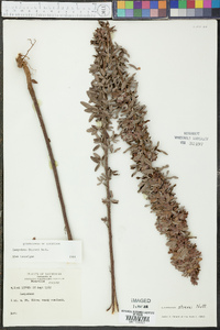 Lespedeza stuevei image