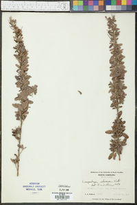 Lespedeza stuevei image