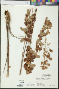 Lespedeza hirta image