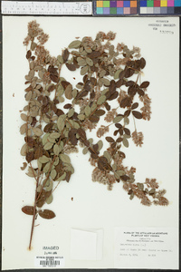 Lespedeza hirta image