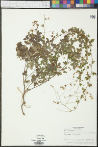 Lespedeza procumbens image