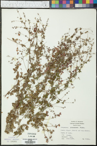 Lespedeza procumbens image